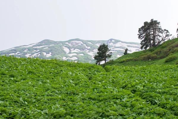 Величественная гора Кавказского заповедника — стоковое фото