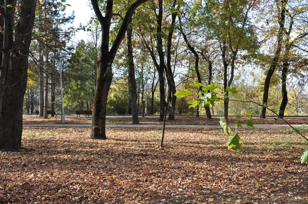 Arboreto antigo no noroeste do Cáucaso — Fotografia de Stock