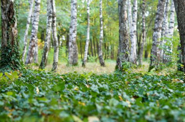 Kuzeybatı Kafkasya Tarih antik Botanik Bahçesi