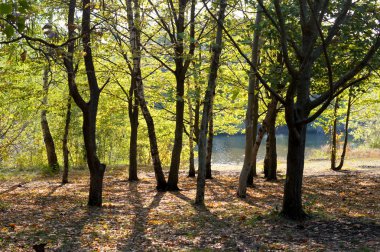 Kuzeybatı Kafkasya Tarih antik Botanik Bahçesi