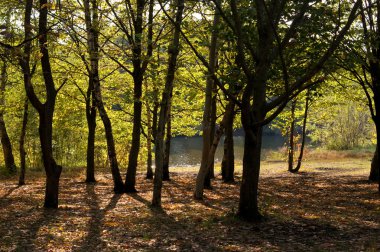 Kuzeybatı Kafkasya Tarih antik Botanik Bahçesi