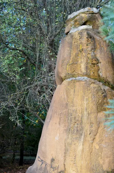 Ancien arboretum au nord-ouest du Caucase — Photo