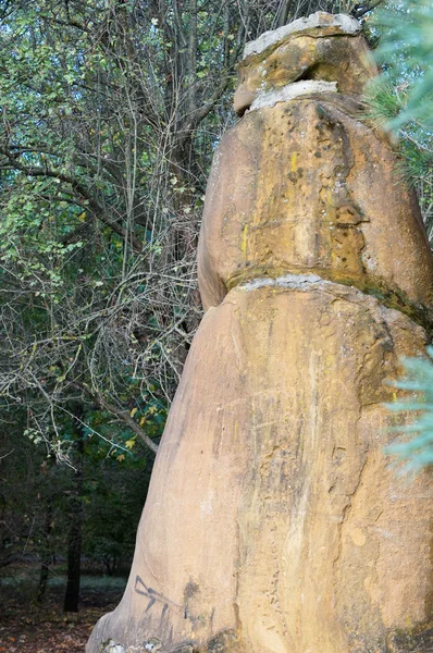 Starożytne arboretum w północno-zachodniej części Kaukazu — Zdjęcie stockowe