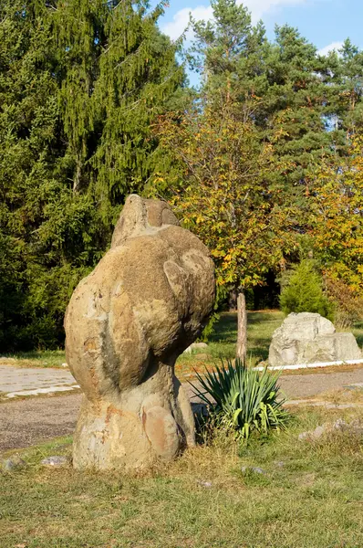 Starożytne arboretum w północno-zachodniej części Kaukazu — Zdjęcie stockowe