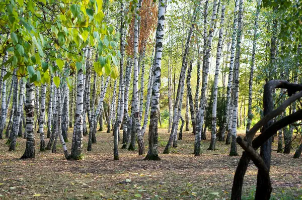 Starożytne arboretum w północno-zachodniej części Kaukazu — Zdjęcie stockowe