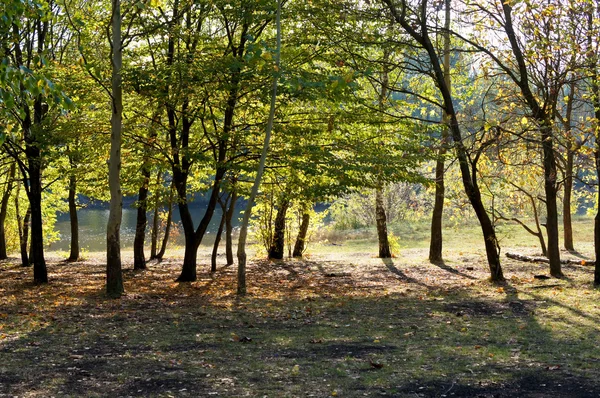 Arboreto antigo no noroeste do Cáucaso — Fotografia de Stock