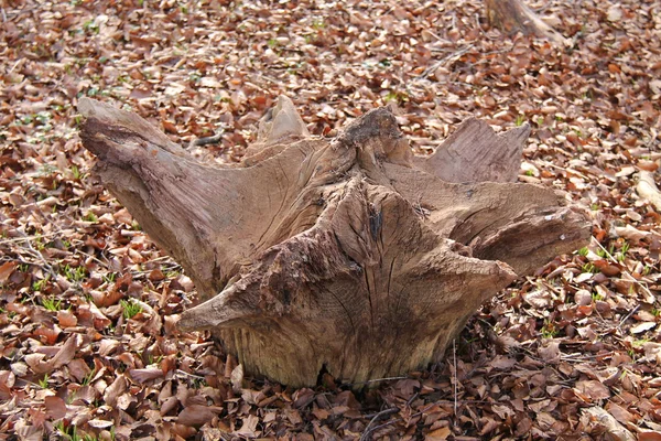 Zierbaumwurzel. — Stockfoto