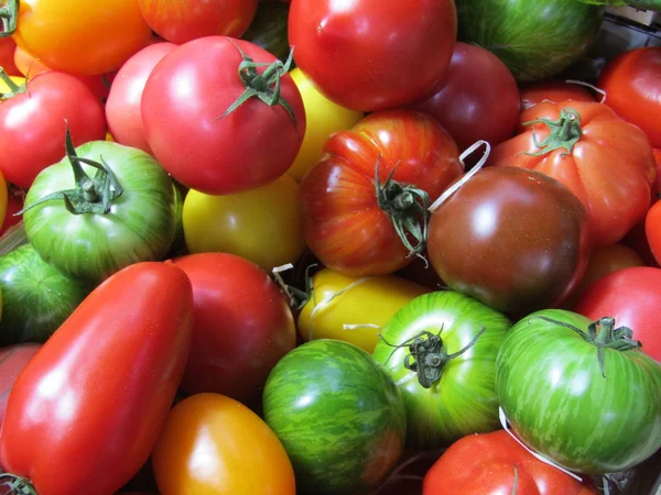 Різні кольорові помідори . — стокове фото