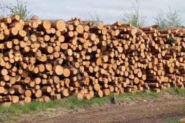 çam ağacı günlükleri.