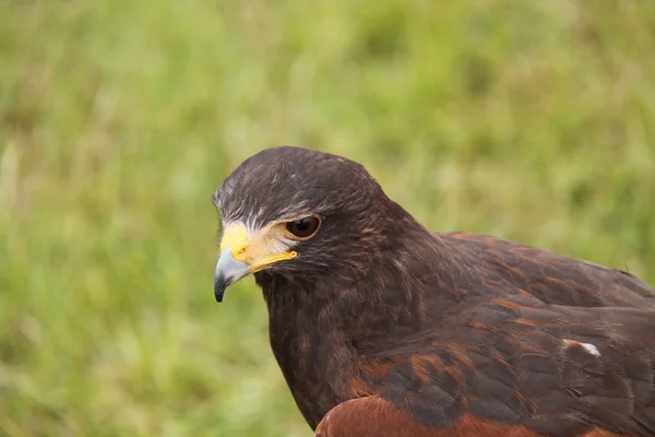 Harris Hawk pájaro . —  Fotos de Stock