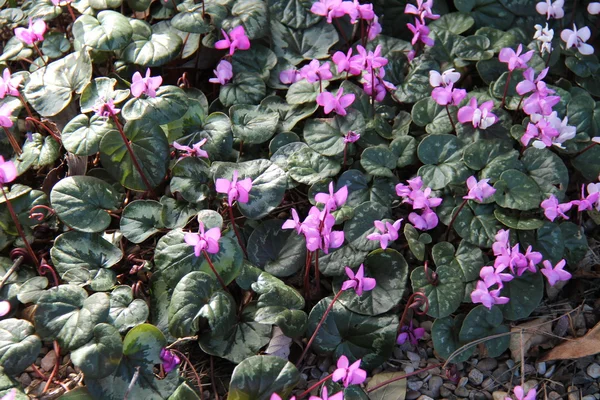 Flowering Cyclamen Plants. — Stock Photo, Image