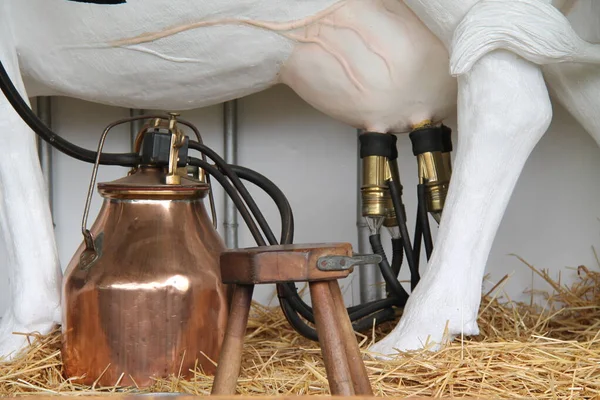 Una Vaca Modelo Equipada Con Una Máquina Ordeño Portátil —  Fotos de Stock