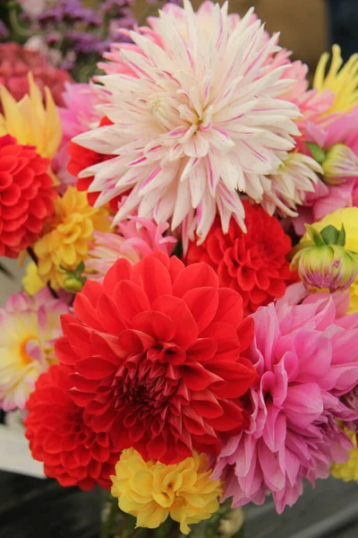 Een Colourful Bunch Van Dahlia Plant Bloeit — Stockfoto