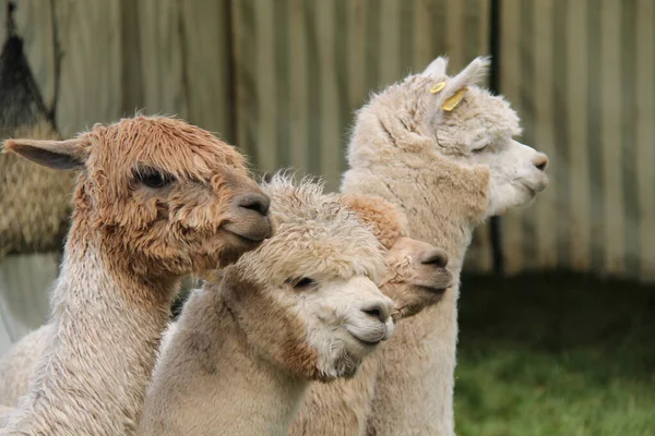 Group Four Cute Alpaca Farm Animals — Stock Photo, Image