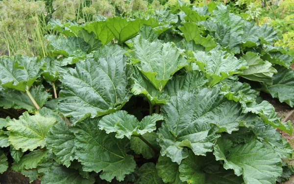 Ένα Μεγάλο Φυτό Rhubarb Καλλιέργεια Ένα Οικόπεδο Λαχανικών — Φωτογραφία Αρχείου