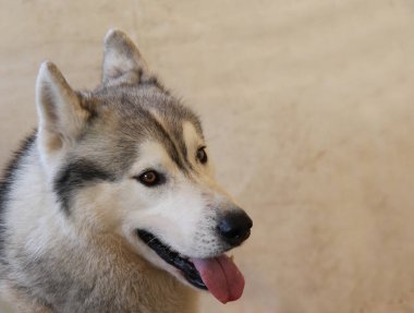 Güzelim Husky Pedigree Köpeğinin Başı.