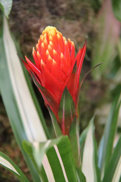 Der Leuchtend Rote Blütenkopf Einer Guzmania Fackelfabrik — Stockfoto