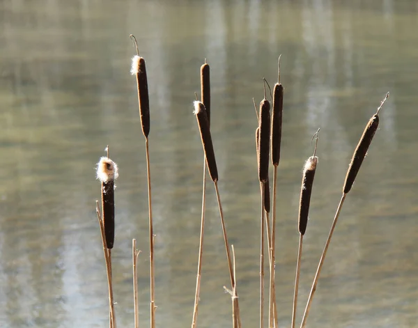 Grupo Plantas Bullrush Banco Lago — Fotografia de Stock