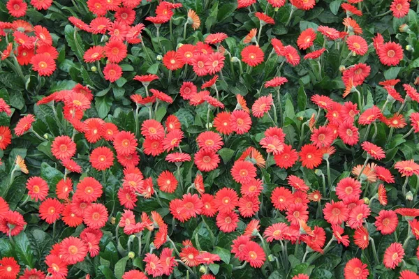 Background Image Red Daisy Flower Plants — Stock Photo, Image