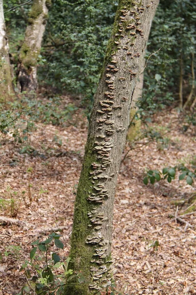 Malé Kousky Plísně Závorce Rostoucí Kmene Stromu — Stock fotografie