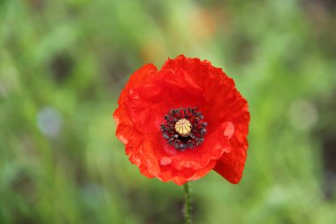 Kızıl Gelincik Bitkisinin Güzel Çiçek Başı.