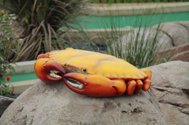 Turuncu Yengeç Deniz Hayvanı 'nın Büyük Modeli.