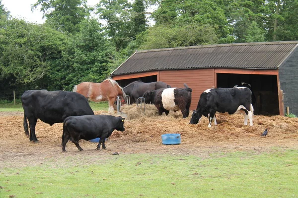 Una Collezione Bestiame Fattoria Cavalli Che Nutrono Insieme — Foto Stock