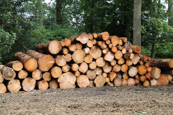 Ein Holzstapel Mit Frisch Gesägten Baumstämmen — Stockfoto