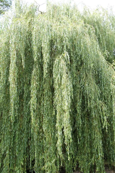 Hanging Branches Large Weeping Willow Tree — Stock Photo, Image