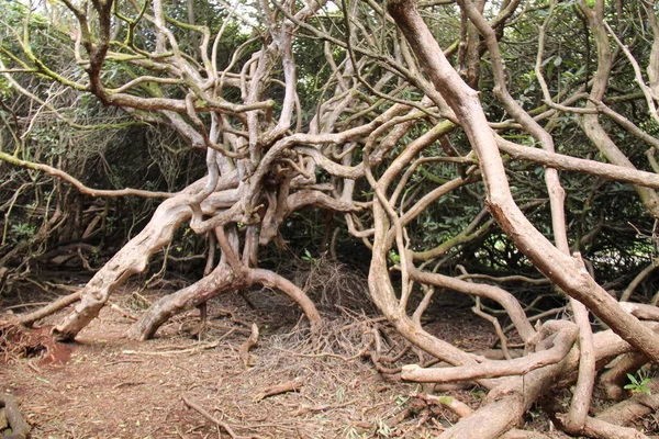 Διεστραμμένα Κλαδιά Και Φύλλα Ενός Φυτού Rhododendron — Φωτογραφία Αρχείου