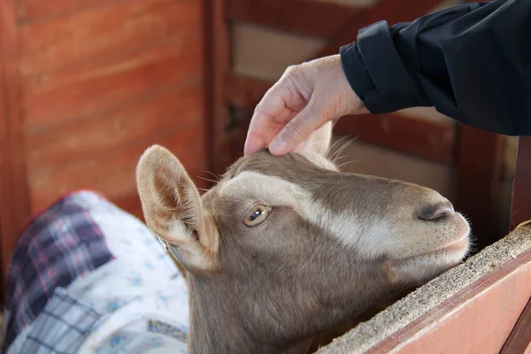 Une Chèvre Amicale Dans Stylo Ayant Tête Rayée — Photo