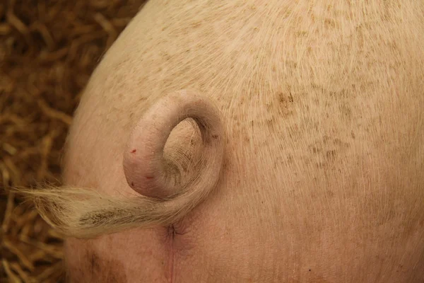 Сільськогосподарська свиня . — стокове фото