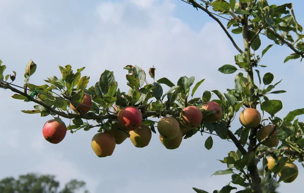 Árvore de fruta . — Fotografia de Stock