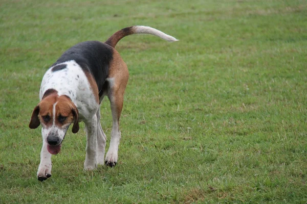 Cazador de perros . —  Fotos de Stock