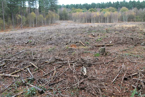 Avskogningsareal. — Stockfoto