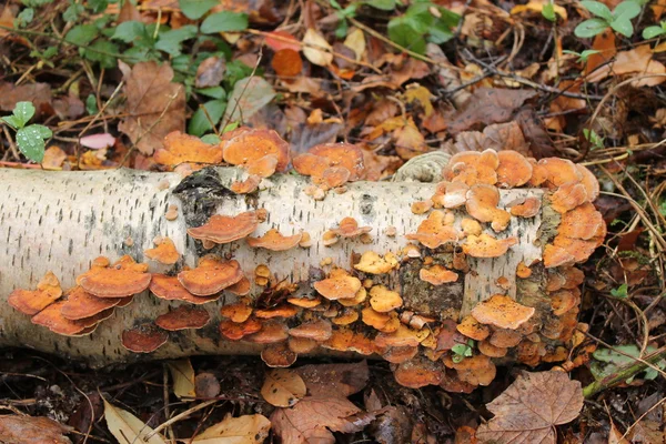 Brauner Pilz. — Stockfoto