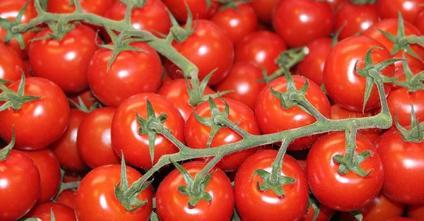 Rode wijnstok tomaten. — Stockfoto