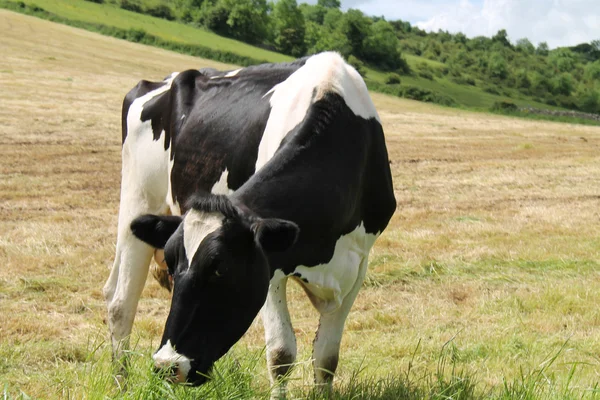 Dairy Cow. — Stock Photo, Image