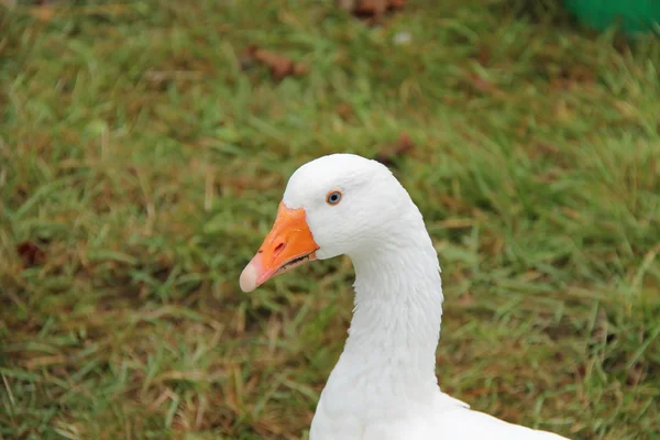 Weiße Wildgans. — Stockfoto