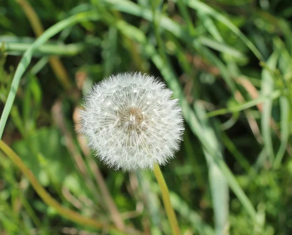 Dandelion Plant Flower.