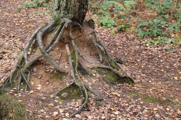 Kořeny stromů. — Stock fotografie