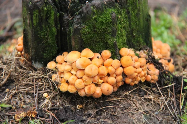 Small Fungus. — Stock Photo, Image