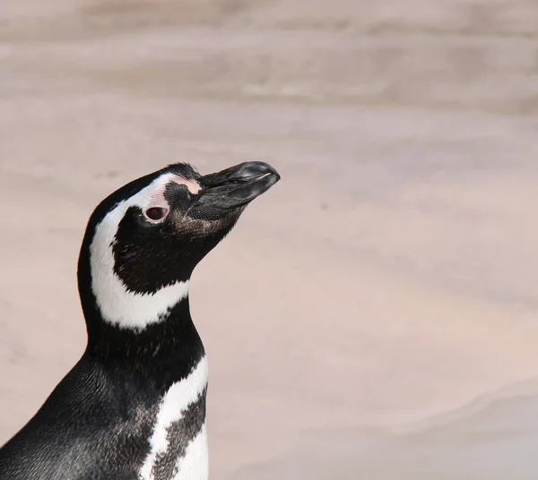Pinguim-de-magalhães . — Fotografia de Stock