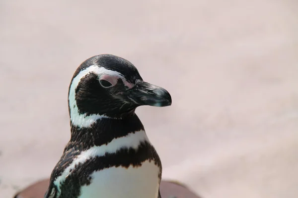 Pinguim-de-magalhães . — Fotografia de Stock