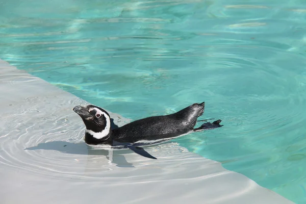 Pinguim-de-magalhães . — Fotografia de Stock