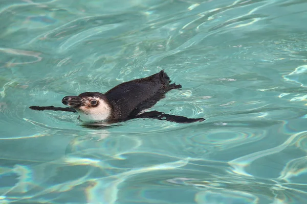 Pinguim-de-magalhães . — Fotografia de Stock