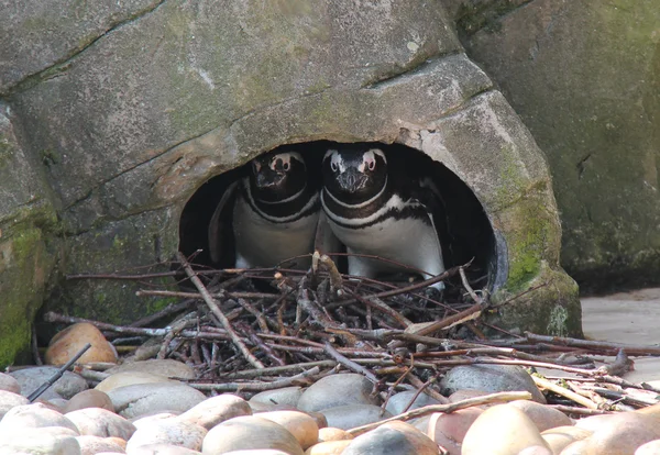 Pingüinos magallánicos . — Foto de Stock