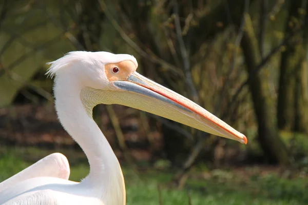 Oiseau pélican blanc . — Photo