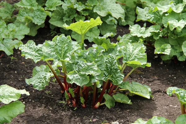Rhubarb Plant. — Stock Photo, Image