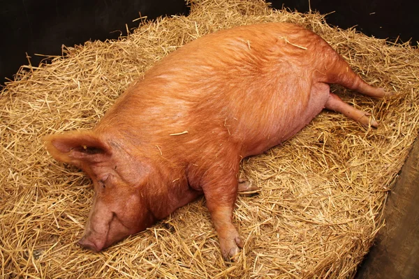 Farm Pig. — Stock Photo, Image